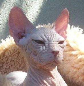 めっちゃ人相悪い ごめん 猫相か ん な猫にゃ