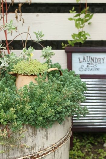 ガラクタに多肉セダムを植えて、ジャンクガーデンを楽しもう