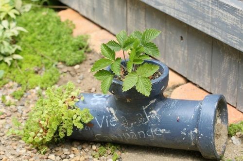 ガラクタに多肉セダムを植えて、ジャンクガーデンを楽しもう
