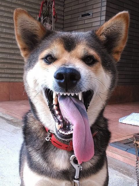 集合体恐怖症の方はご注意を 串本マリンセンター センター前日記