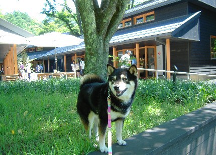 黒柴参上 ハルニレテラス How Style プジョー ジュリアのガレージライフ ブログ 黒柴参上 ハルニレテラス How Style プジョー ジュリアのガレージライフ ブログ