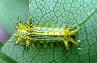 痛い イラガに刺された 僕の発見