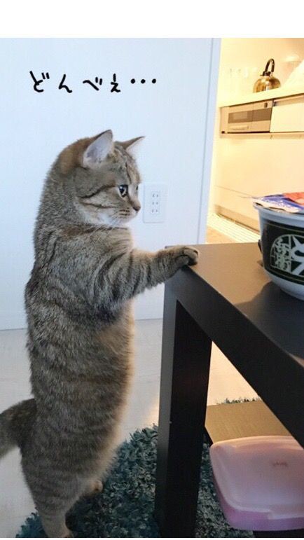 猫の日🐈 : 金沢屋 福津店のブログ