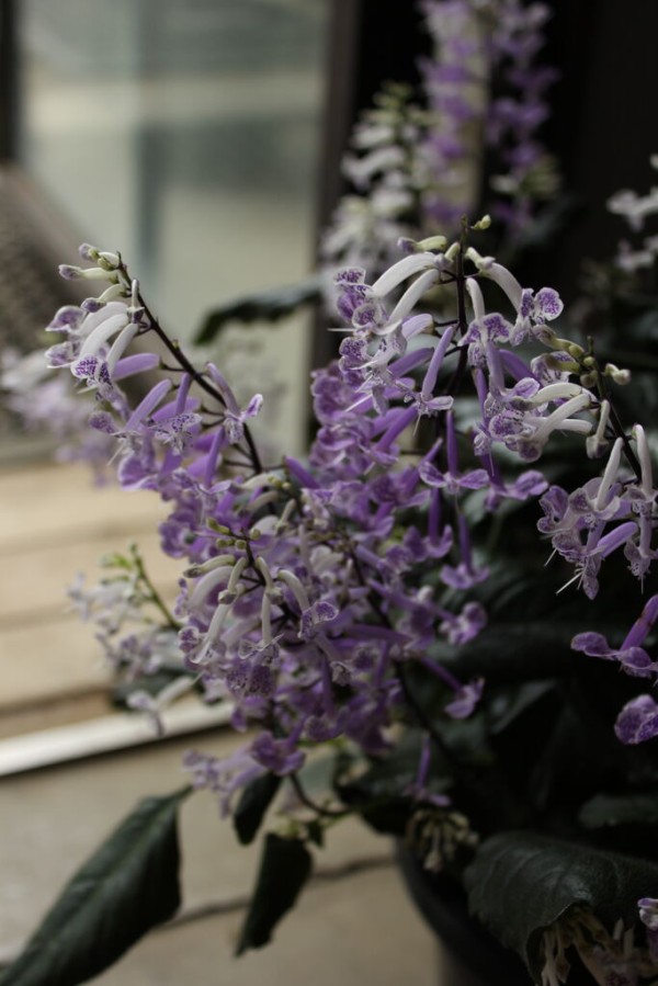 秋の花鉢 プチ フルール Actis Flower Garden Green