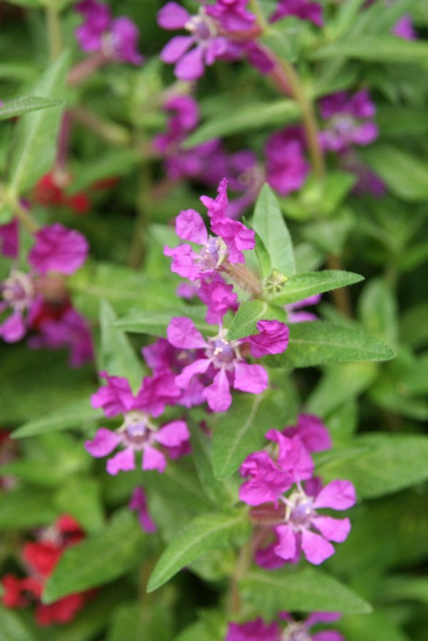 クフェア スリラッチャ と秋に向かって プチ フルール Actis Flower Garden Green