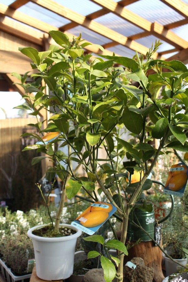 果汁たっぷり グランドレモン プチ フルール Actis Flower Garden Green