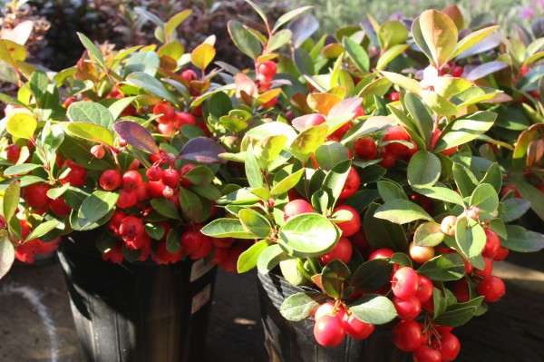 鈴なりチェッカーベリー プチ フルール Actis Flower Garden Green