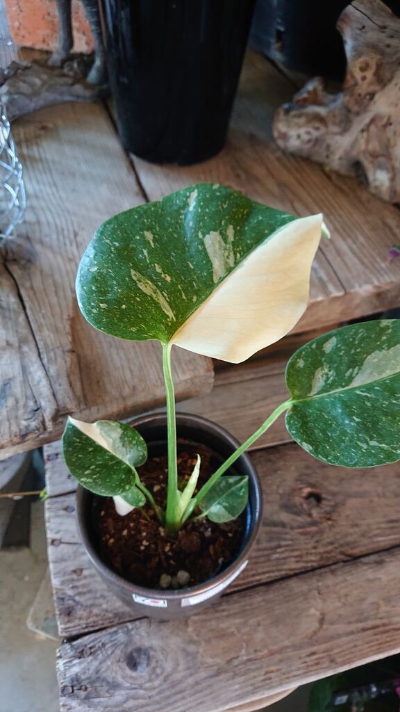 ザミオクルカスレイヴン　斑入り　① ザミオクルカスレイヴン 斑入り ① zamioculcasravenvariegated