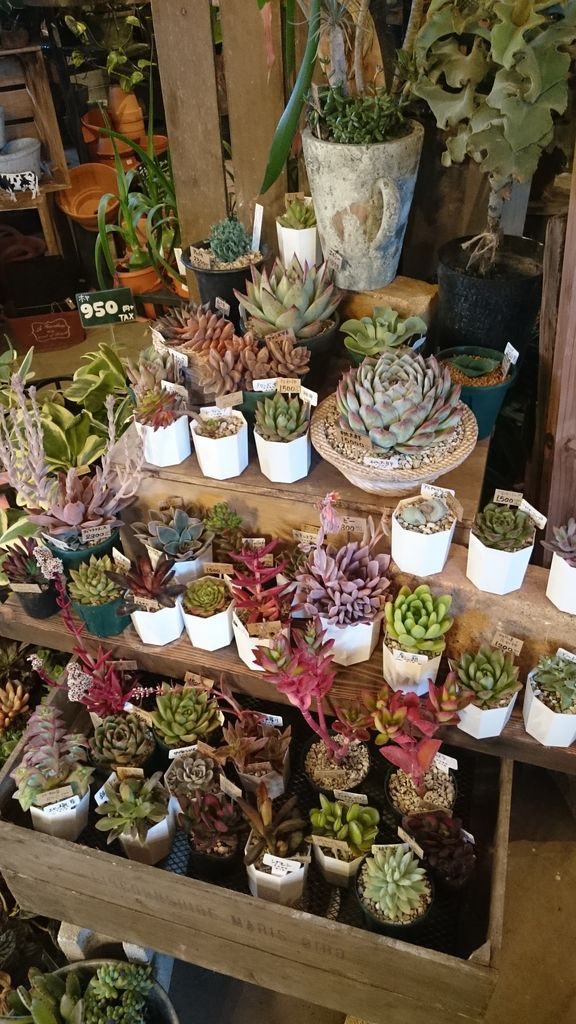 多肉到着！from錦玉園 : ACTIS FLOWER＆GARDEN GREEN プチ*フルール
