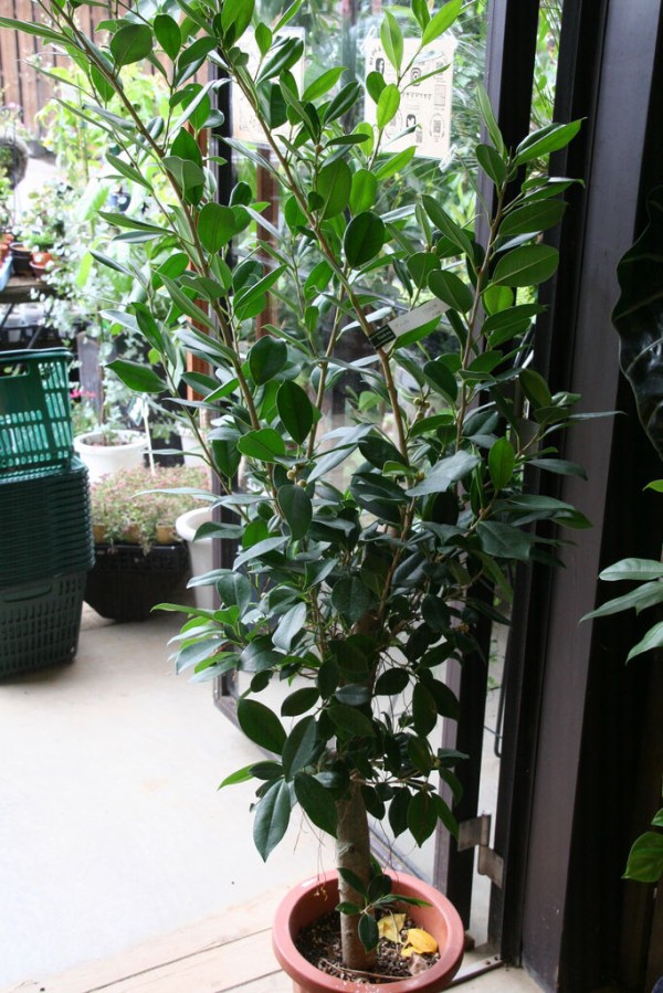 この実何の実 プチ フルール Actis Flower Garden Green この実何の実 プチ フルール Actis Flower Garden Green