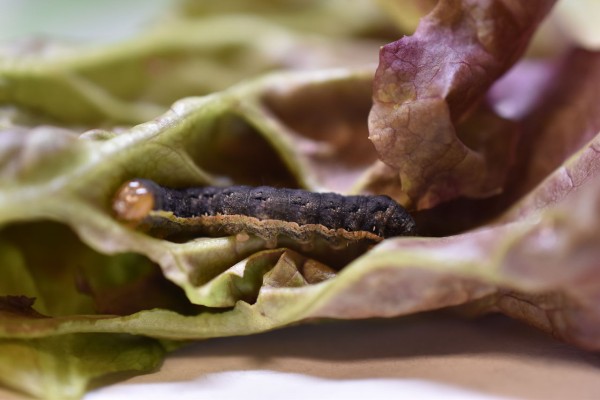 アゲハ観察日記 迷走する小人