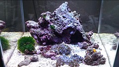 自作フルスペクトルled照明で水槽を照らしてみたよ Aqua美忘録