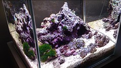 自作フルスペクトルled照明で水槽を照らしてみたよ Aqua美忘録