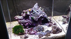 自作フルスペクトルled照明で水槽を照らしてみたよ Aqua美忘録