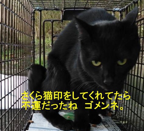 苦情と署名活動 : 神戸にゃん太の会