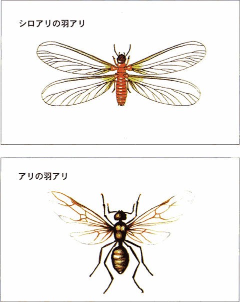 シロアリ防除 100年の歴史 後悔しない家づくりblog かすがい