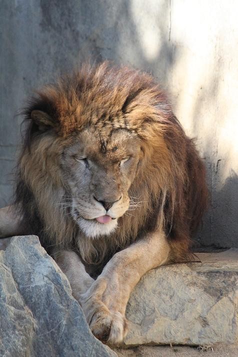 ライオンのあくび あにまるカメラ