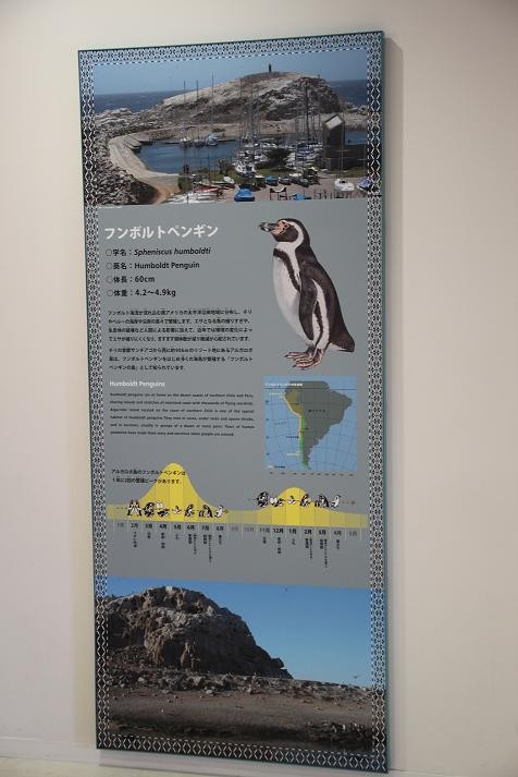 ペンギン村！ The Cliffside Penguin Village 崖上のペンギン村LIVE 2025年8月