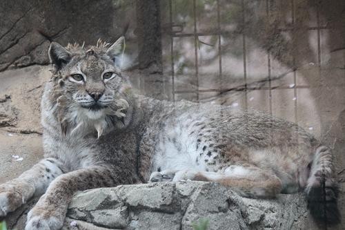 シベリアオオヤマネコ あにまるカメラ