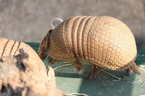 マタコミツオビアルマジロ あにまるカメラ