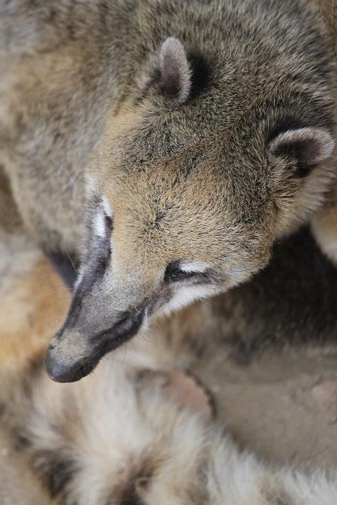 アカハナグマ あにまるカメラ