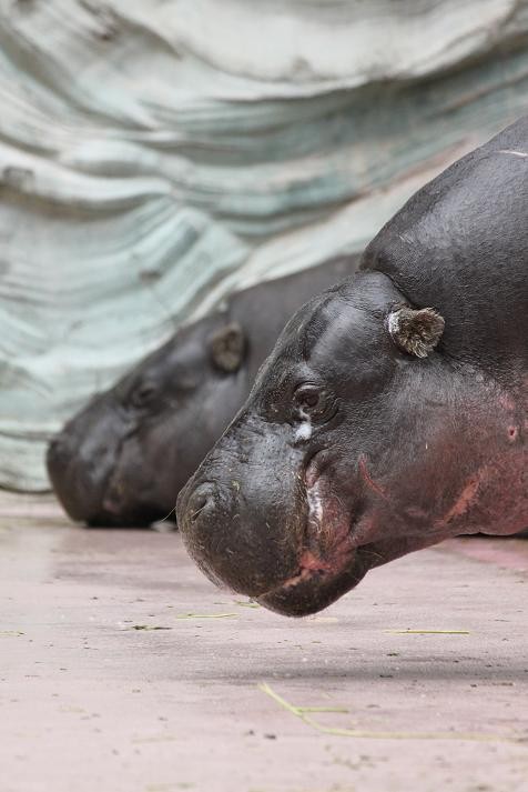 コビトカバ あにまるカメラ