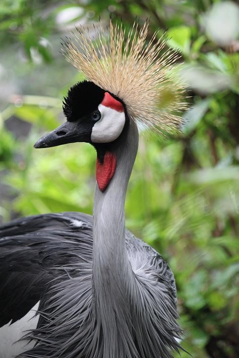 ホオジロカンムリヅルの雛鳥 あにまるカメラ