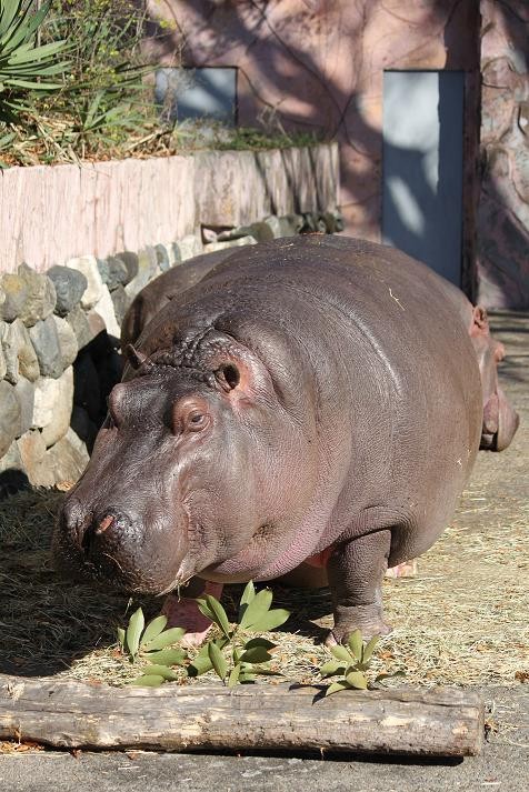 カバ あにまるカメラ カバ あにまるカメラ