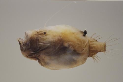 【激レア】ミツクリエナガチョウチンアンコウ♀ ホルマリン標本 激レア】ミツクリエナガチョウチンアンコウ♀ ホルマリン標本