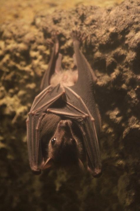 チビコウモリ あにまるカメラ