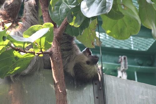 たまちんかな あにまるカメラ