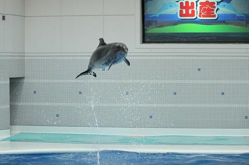 ハンドウイルカの赤ちゃん あにまるカメラ