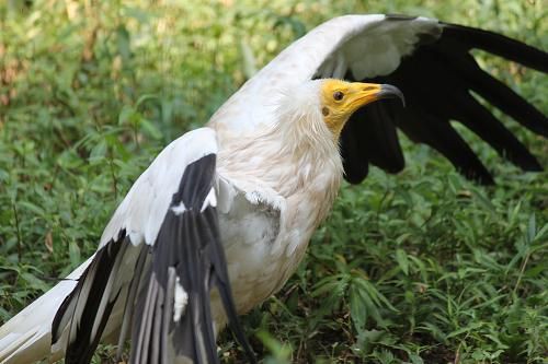 エジプトハゲワシ あにまるカメラ