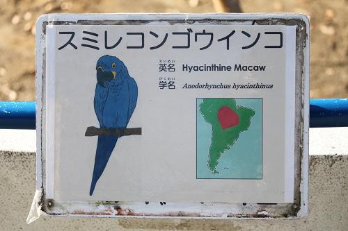 スミレコンゴウインコの花瓶 Www Carsonmattressoutlet Com