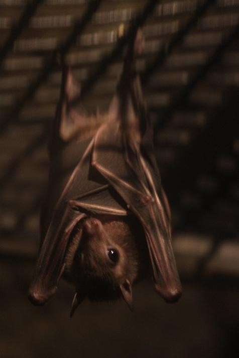 ☆バラ売りOK☆ 左官 鏝 コウモリ 5丁セット エジプシャンルーセット