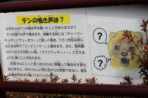 テン あにまるカメラ