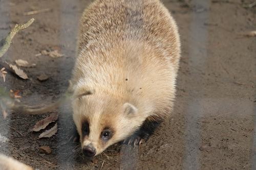 ニホンアナグマ あにまるカメラ