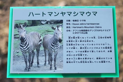 ハートマンヤマシマウマ あにまるカメラ