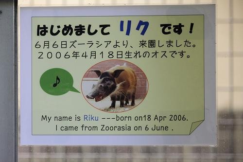 アカカワイノシシ : あにまるカメラ