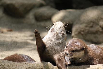 梅雨のカワウソ あにまるカメラ
