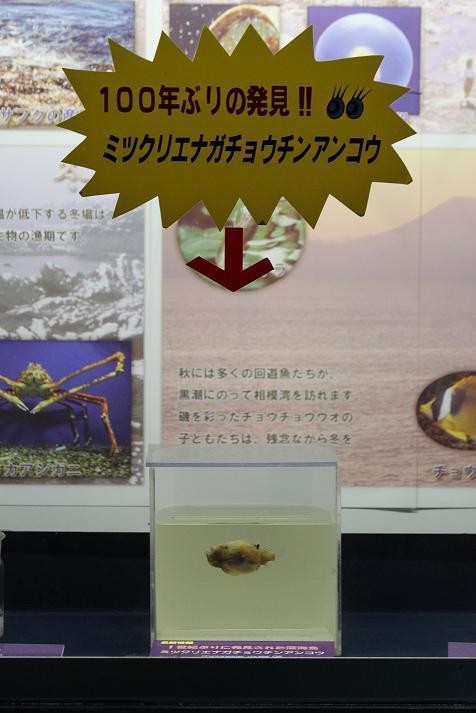 ミツクリエナガチョウチンアンコウ : あにまるカメラ