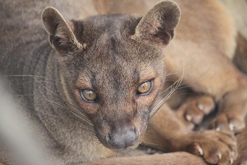フォッサ あにまるカメラ