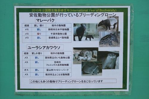 ブリーディング カワウソ