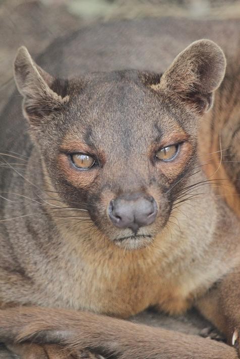 フォッサ あにまるカメラ