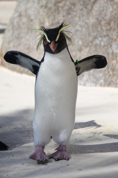 キタイワトビペンギン あにまるカメラ