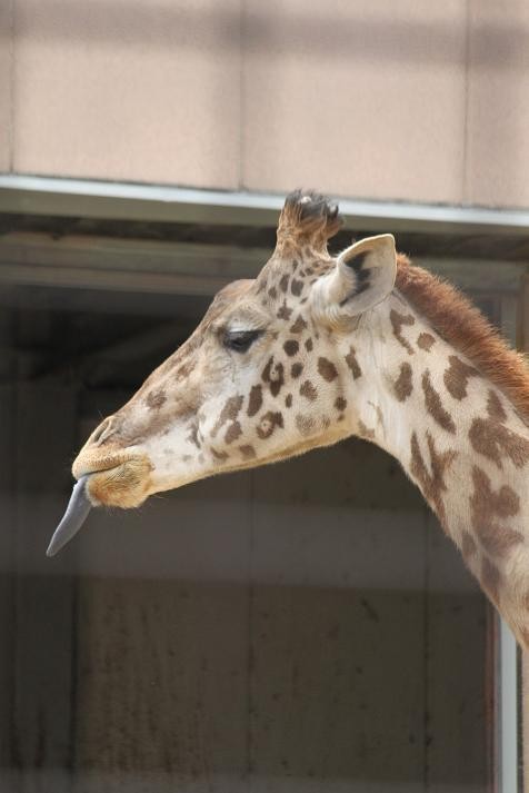 マサイキリンのシゲジロウ ミライ あにまるカメラ