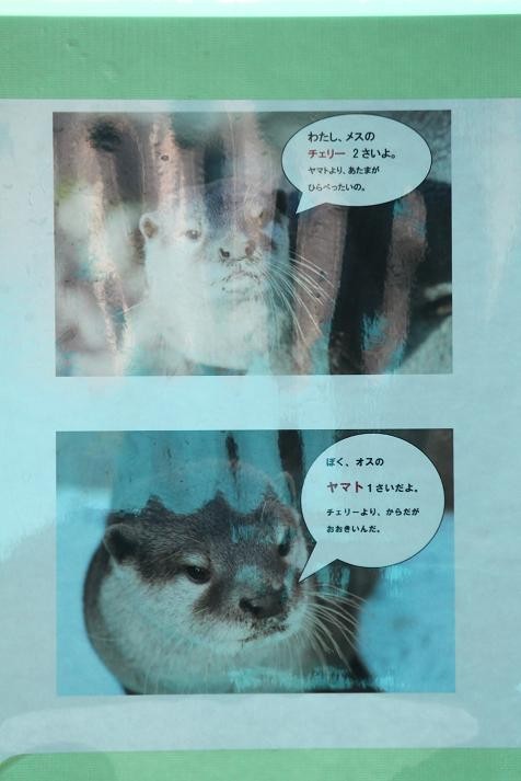 ヤマトとチェリーの鹿児島生活 Vol 1 あにまるカメラ