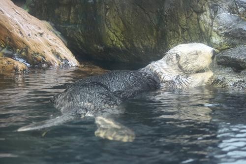 海遊館のパタ エレン あにまるカメラ