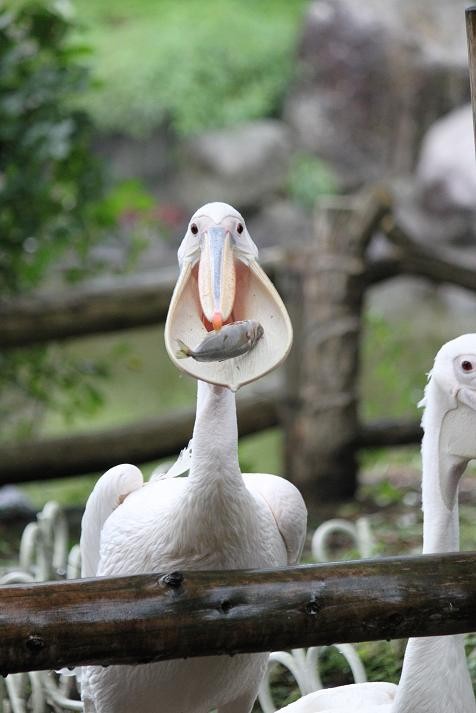 ペリカン キャッチtheフィッシュ あにまるカメラ