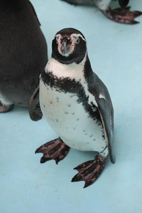 ペンギン様確認用 ペンギン様確認用 ハピネ様 ご確認用 ご確認用 スマートセンサ